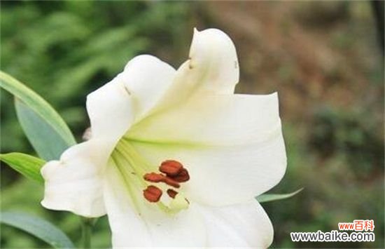 百合花什么时候开花？百合花花期在7～10月