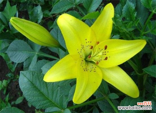 百合花什么时候开花？百合花花期在7～10月