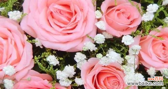 揭秘粉色玫瑰花所代表的15种情感和意义 粉色玫瑰花的花语和寓意