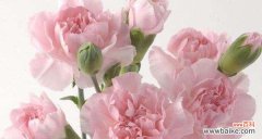 绽放在生命中的感激与温暖 粉康乃馨的花语