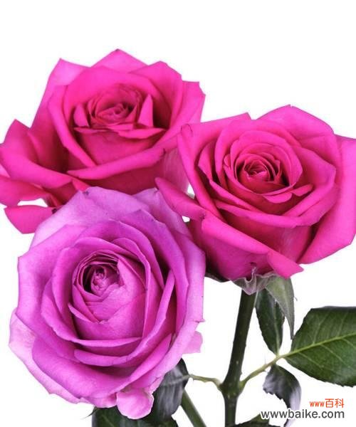 探寻粉色玫瑰花的象征意义 粉色玫瑰花的深意