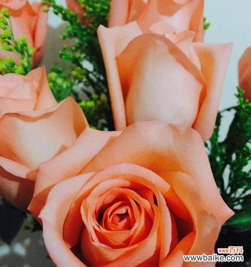 传递爱与美的粉色之花 粉色玫瑰花语的意义与传承