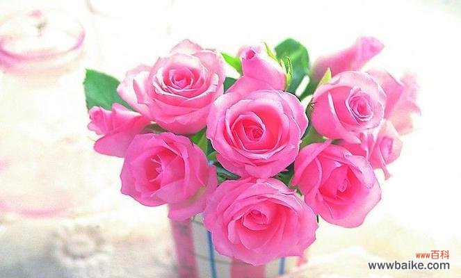 传递爱与美的粉色之花 粉色玫瑰花语的意义与传承