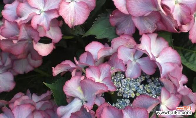 探寻绣球花语 粉红色绣球花