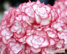 探寻绣球花语 粉红色绣球花