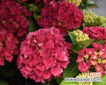 探寻绣球花语 粉红色绣球花