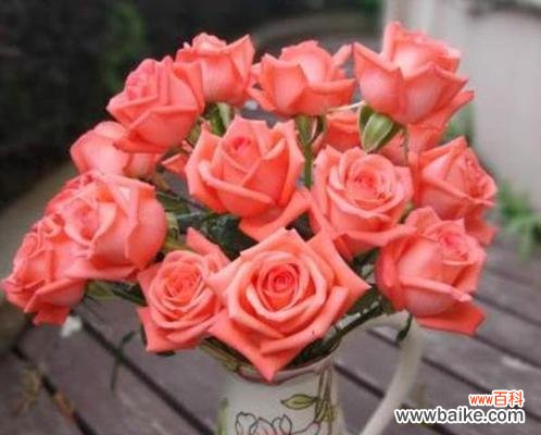 花语解读与文化内涵 粉玫瑰