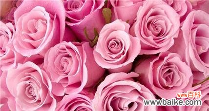 探寻粉玫瑰背后的浪漫和深情 粉玫瑰的含义与象征——爱与儿女情长