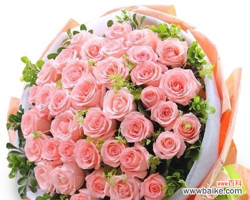 探寻粉玫瑰的代表寓意与象征意义 粉玫瑰