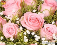 探寻粉玫瑰的代表寓意与象征意义 粉玫瑰