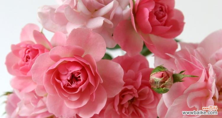 传递爱与浪漫的19朵粉玫瑰花束 19朵粉玫瑰的美丽寓意