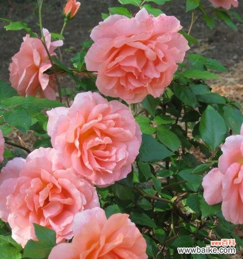 美丽 粉玫瑰的寓意与象征