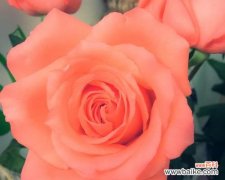 美丽 粉玫瑰的寓意与象征