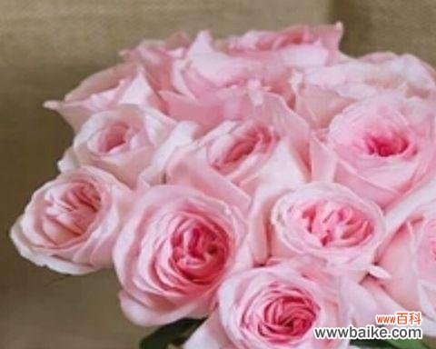 美丽 粉玫瑰的寓意与象征