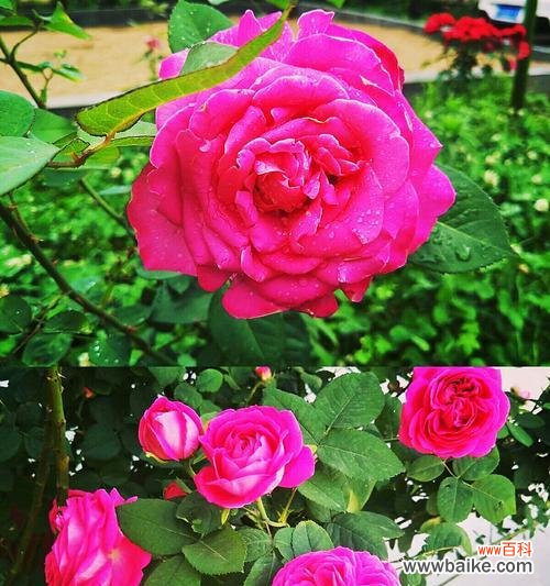 探索粉蔷薇花的含义与传承 粉蔷薇花语的美丽与深意