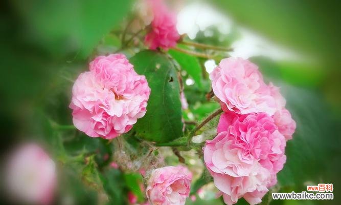 探索粉蔷薇花的含义与传承 粉蔷薇花语的美丽与深意