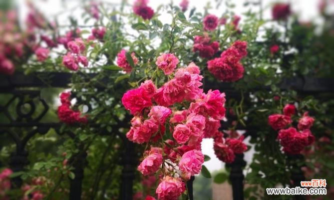 探索粉蔷薇花的含义与传承 粉蔷薇花语的美丽与深意