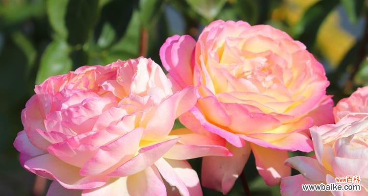 花语之美丽与柔情 粉玫瑰的寓意与象征