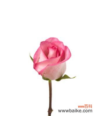 花语之美丽与柔情 粉玫瑰的寓意与象征