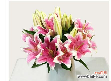 浪漫与纯洁 粉色百合的花语与寓意