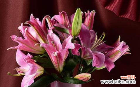 浪漫与纯洁 粉色百合的花语与寓意