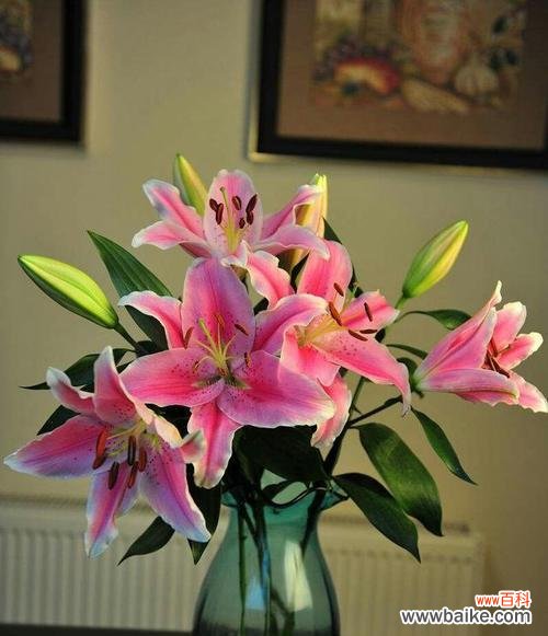 传递爱与幸福的粉色百合 粉色百合的花语之美