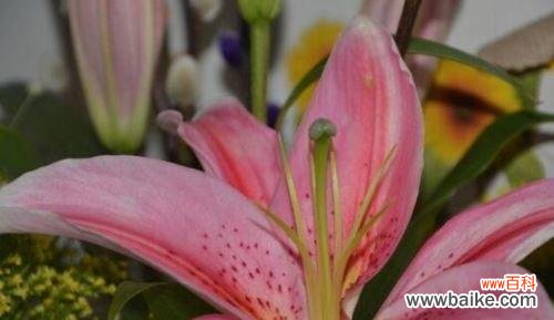 传递爱与幸福的粉色百合 粉色百合的花语之美