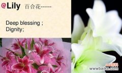 传递爱与幸福的粉色百合 粉色百合的花语之美