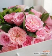 探索粉色玫瑰所代表的爱情与友谊 粉色玫瑰的浪漫意义