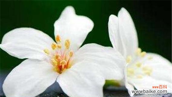 油桐花代表什么意思?油桐花的花语有哪些含义?