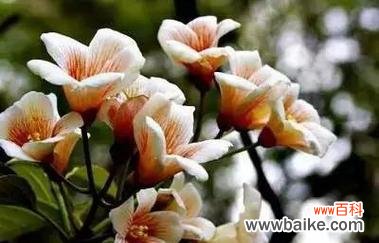 油桐花代表什么意思?油桐花的花语有哪些含义?