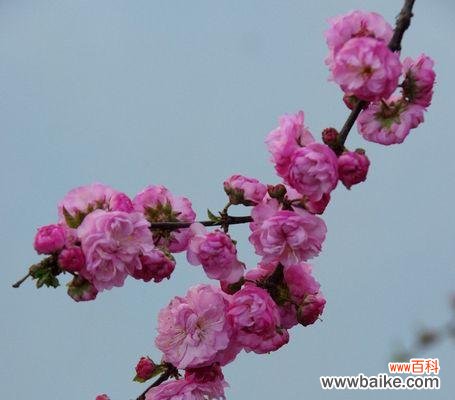 榆叶梅花语是什么含义？榆叶梅的花语有哪些解释？