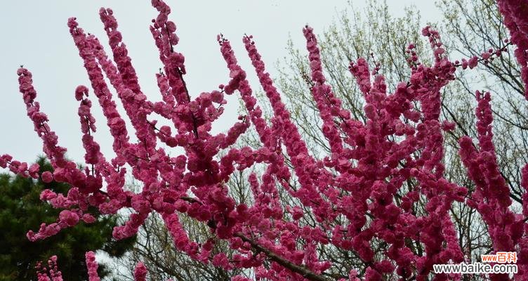 榆叶梅花语是什么含义？榆叶梅的花语有哪些解释？