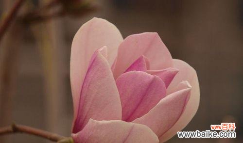 玉兰的寓意和象征是什么?了解玉兰花语背后的文化意义?