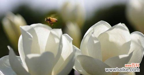 玉兰花的花语和寓意是什么?如何正确理解玉兰花的象征意义?