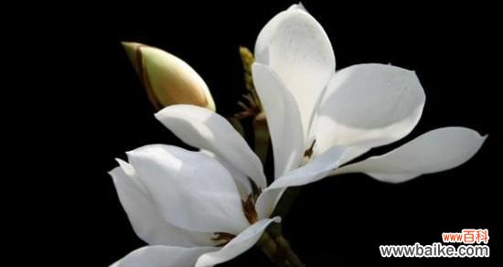 玉兰花的花语和寓意是什么?如何正确理解玉兰花的象征意义?