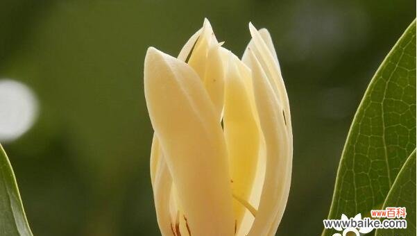 玉兰花的花语和寓意是什么?如何正确理解玉兰花的象征意义?