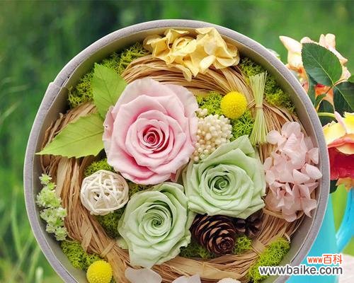 永生花的花语是什么?如何挑选寓意深刻的永生花?