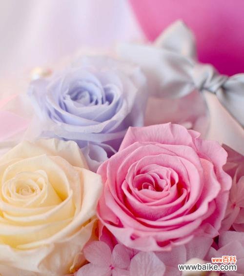 永生花的花语是什么?如何挑选寓意深刻的永生花?