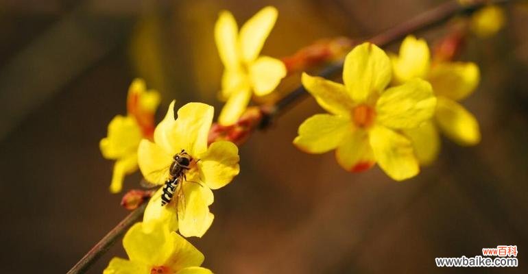 迎春花花语是什么?如何正确解读迎春花的含义?