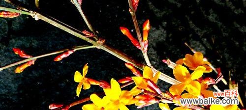 迎春花花语是什么?如何正确解读迎春花的含义?