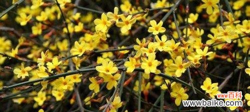 迎春花花语是什么?如何正确解读迎春花的含义?