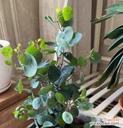 尤加利的花语是什么？了解尤加利花语背后的含义？