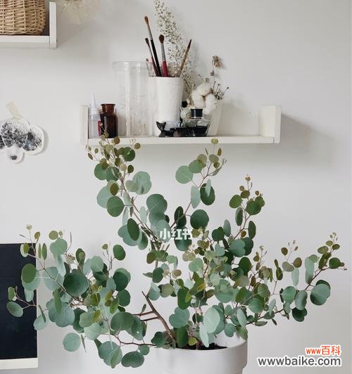 尤加利花语是什么意思?如何正确解读尤加利的花语含义?