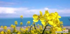 油菜花的花语是什么？油菜花有哪些寓意？