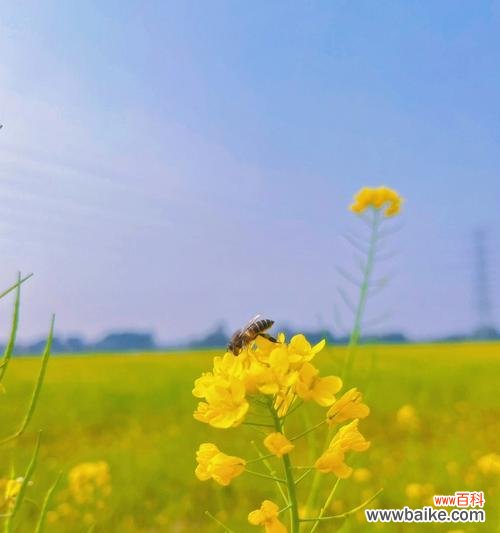 油菜花的花语是什么？油菜花有哪些寓意？