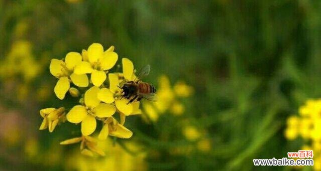 油菜花花语是什么?油菜花的含义和象征有哪些?