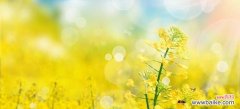 油菜花花语是什么？油菜花的含义和象征有哪些？