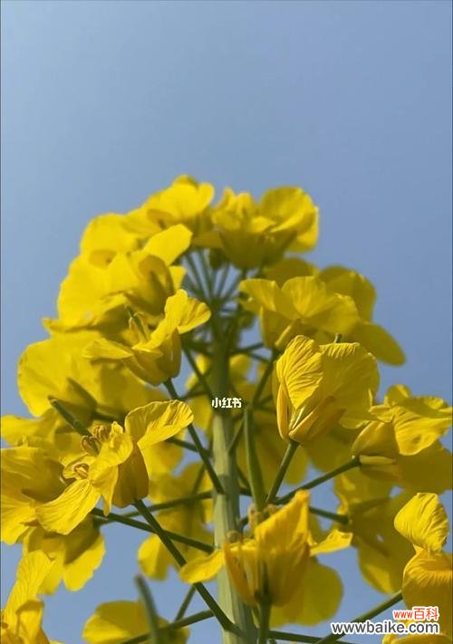 油菜花的文化背景有哪些?