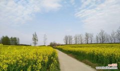 油菜花的文化背景有哪些？